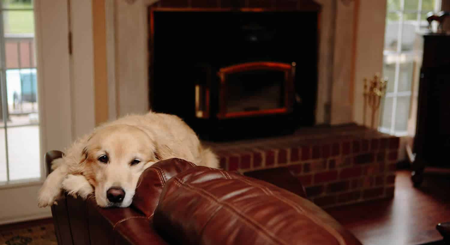Golden retreiver laying on the back of a leather sofa. 