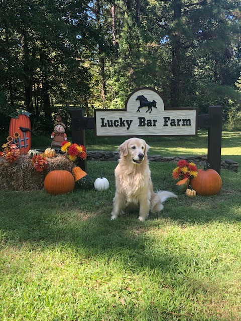 lucky bar farm sign with golden retrivier infront