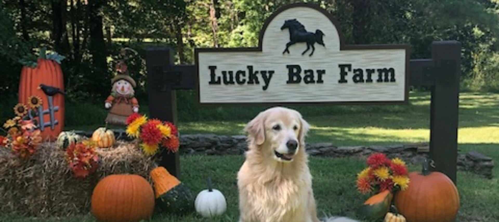 lucky bar farm sign with a golden retriever in front