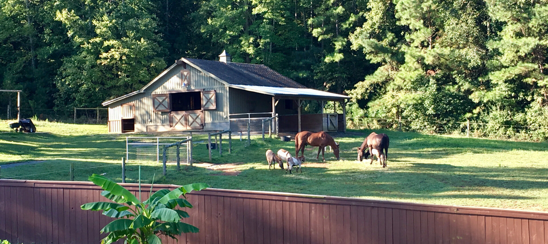 Horses and donkeys grazing in yard with cream barn by woods in the background